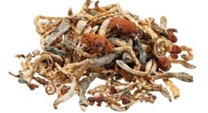 Buy Psilocybe Cubensis B+