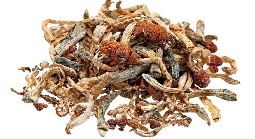 Buy Psilocybe Cubensis B+